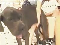 Enormous dog goes balls deep in a willing young girl as she's trained in beastiality