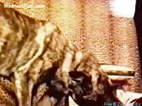 Old school animal sex movie featuring a naughty brunette in lace thigh highs and a dog