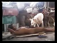 Off-duty police officer strips nuder after his shift and gets fucked by his dog