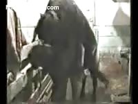Big black horse puts its huge dick deep in Jane's pussy