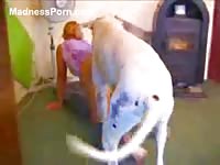 Recently recorded homemade beastiality movie featuring a blonde MILF banged by her dog