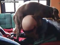 Dirty cougar Sam has her nylons ripped during bestiality hardcore