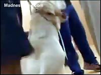 Zoophilia Japanese - Sweet Asian teen schoolgirl fucked in front of her classmates in this hazing video
