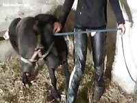 High-quality bestiality creampie movie as this pretty MILF girl gets filled by a horse
