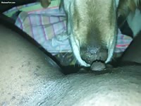 Dog licks black pussy 