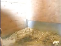 Cock hungry juicy twink getting his ass banged nicely by mini horse in this xxx beast video