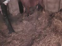 Slender fresh-faced married stunner gets fucked by a K9 in this steamy beast sex video