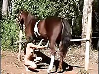 Horse Story DVD - Fresh-faced animal sex lover sucking horse shaft for a massive warm load of cum to consume