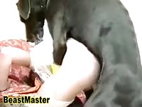 Always willing pretty coed getting her pussy banged well by K9 in this beast fucking movie