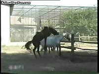 BFI Beastiality - Enormous horse cock barely fits in this petite brunette babes mouth in this excellent video