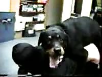 Married trollop getting her moist hole screwed by an enormous K9 in this great zoo sex video