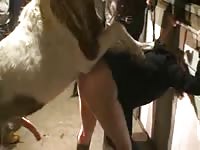 Proud husband records the fun while his beautiful wife gets hammered by a horse in this vid