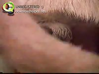 Proud boyfriend records the hot action as his slutty partner gets screwed by the family pet
