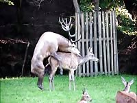 Unreleased zoo fetish footage captured by an amateur photographer of two dear fucking good