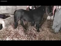 Adorable small breasted married hoe gets fucked by a horse in this awesome beast fetish flick