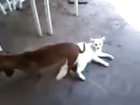 Rare animal fetish footage features two a dog embedded deep and stuck inside of a white cat