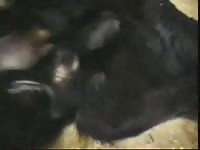 Lonely guy turns on his camera light and records while he grabs his pets enlarged cock tight