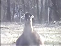 Bizarre zoo fetish movie recorded outside on a private farm as one llama fucked its friend