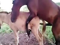 Entertaining hardcore zoo sex fetish video captured by dude features two horses banging