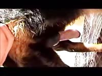 Worked up dude probes his dogs asshole before sliding his rock hard cock in-and-out of beast