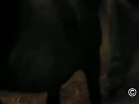 Wanting guy stands in front of horse and bends over so the aggressive animal will screw him