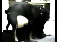 Older hussy getting her damp hole screwed by a hung dog in this homemade animal sex movie