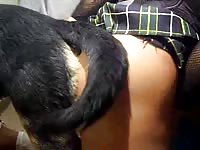 Crossdressing dude bends over in a sexy schoolgirl outfit and boots and gets fucked by K9