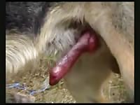 Proud animal lover notices that his German Shepard has a swollen cock and records the beast