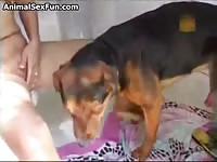 Foreign housewife looks radiant in black lingerie and nylons enjoying oral sex from an animal