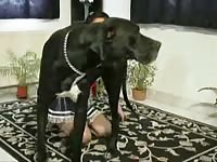 Hairy thick whore with a craving for cock rubs her cunt before rolling on the floor with her dog