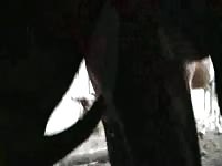 Delicious married hoe getting screwed by a K9 in this insane homemade beast fetish footage