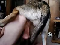 Once reserved dude feels cum gush into his ass as this huge dog knots inside of his rump