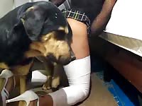 Crossdressing twink looks sexy in white thigh highs and heels while being ass fucked by a K9