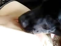 Seducing housewife looks radiant in black lingerie and nylons enjoying oral sex from an animal