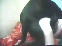 Babe in white crotchless panties gets her soaking wet cunt hammered by a K9 while on cam