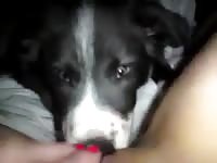 Perfectly shaved cougar spreads wide and welcomes a wonderful pussy licking from her dog