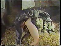 Cheating older tramp gets mounted and fucked by a pig in this classic bestiality sex movie