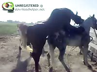 Exclusive stallion on horse sex movie captured by a zoo fetish enthusiast one afternoon