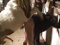 Brave coed assumes doggystyle position for bestiality with a hung horse to please her man