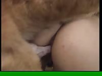 Coed stunner getting her moist fuck hole screwed by an enormous K9 in this beast sex flick