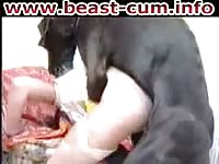 Long legged hussy in sexy white nylon stockings has her pussy busted up by an animal