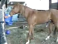 Ranch helper captures the moment one of the horses he tends to develops a raging hardon