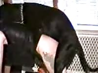 Older hussy getting her sweet hole humped by an enormous dog in this beast sex home movie