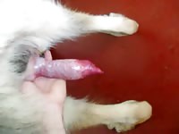Proud pet owner thought it would be fun to record the fun as their dog developed a hardon