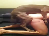 After a hard day at work this off duty cop lets his dog pound away on his hungry asshole