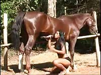 Horse Story DVD - Exotic college-aged animal lover sucking horse cock for a massive warm load of cum to enjoy