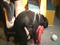 Thick cougar in sexy thigh highs and lingerie let friends watch while she's fucked by an animal