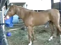 This dudes wife has no idea that he enjoys getting his ass fucked by horses like in this footage
