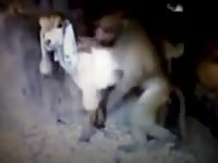Rare zoo fetish footage features a wild monkey having its way with a four legged beast at night