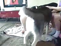 Sweet teenage tramp shows addiction to cock as she's fucked by a K9 in this beast sex video
